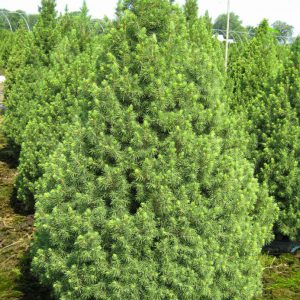 2 gallon 15" - Dwarf Alberta Spruce (PICEA GLAUCA CONICA) - 2 gallon 15" - 2 gallon 15"