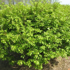 3 gallon 15" - Dwarf Burning Bush (EUONYMUS ALATUS COMPACTUS) - 3 gallon 15" - 3 gallon 15"