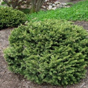 3 gallon 12" - Dwarf Norway Spruce (PICEA ABIES PUMILA) - 3 gallon 12" - 3 gallon 12"