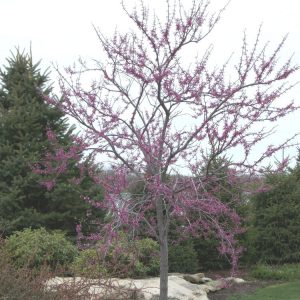 3 gallon - Eastern Redbud (CERCIS CANADENSIS) - 3 gallon - 3 gallon