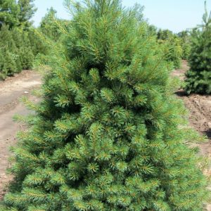 3 gallon 18" - Eastern White Pine (PINUS STROBUS) - 3 gallon 18" - 3 gallon 18"