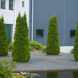 1 gallon 24" - Emerald Green Arborvitae (THUJA OCC. SMARAGD) - 1 gallon 24" - 1 gallon 24"
