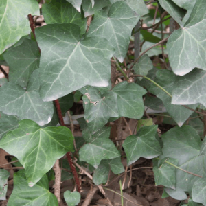 1 gallon - English Ivy (HEDERA HELIX) - 1 gallon - 1 gallon