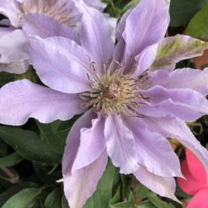 3QT - Filigree™ Clematis  (CLEMATIS FILIGREE  TRAILING) - 3QT - 3QT