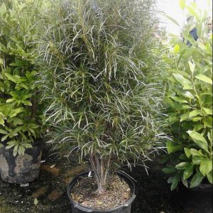 1 gallon - Fine Line® Buckthorn (RHAMNUS F. FINE LINE) - 1 gallon - 1 gallon