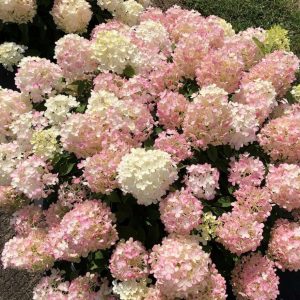 1 gallon - Fire Light Tidbit® Panicle Hydrangea (HYDRANGEA P FIRE LIGHT TIDBIT) - 1 gallon - 1 gallon