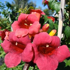 First Editions® Atomic Red™ Trumpet Vine (CAMPSIS RADICANS STROMBOLI)