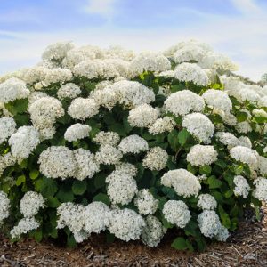 3 gallon - FlowerFull® Smooth Hydrangea (HYDRANGEA A. FLOWERFULL) - 3 gallon - 3 gallon