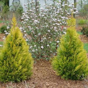 3 gallon - Fluffy® Western Arborvitae (THUJA PLICATA FLUFFY) - 3 gallon - 3 gallon