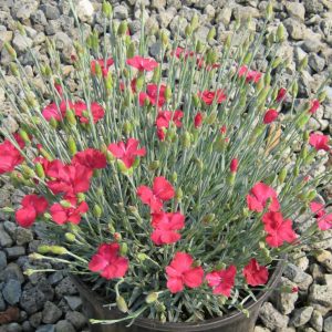 1 gallon - Frosty Fire Pinks (DIANTHUS GRAT. FROSTY FIRE) - 1 gallon - 1 gallon
