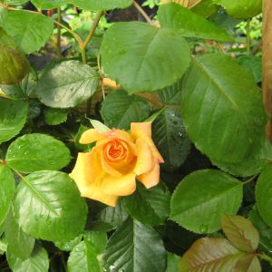 2 gallon - Garden Sun Climbing Rose (ROSE CL. GARDEN SUN) - 2 gallon - 2 gallon