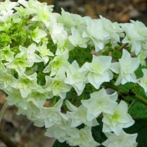 1 gallon - Gatsby Star® Oakleaf Hydrangea (HYDRANGEA QU. GATSBY STAR) - 1 gallon - 1 gallon