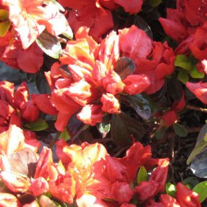 1 gallon - Girard’s Crimson Azalea (AZALEA GIRARDS CRIMSON) - 1 gallon - 1 gallon