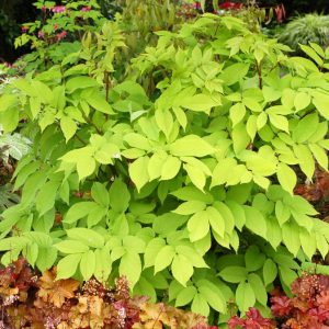 1 gallon - Golden Japanese Spikenard (ARALIA C. SUN KING) - 1 gallon - 1 gallon