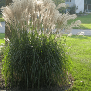 1 gallon - Gracillimus Maiden Grass (GRASS - M. S. GRACILLIMUS) - 1 gallon - 1 gallon