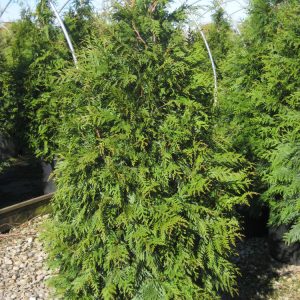 1 gallon 24" - Green Giant Arborvitae (THUJA PLICATA GREEN GIANT) - 1 gallon 24" - 1 gallon 24"
