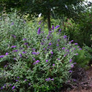 2 gallon - Groovy Grape™ Butterfly Bush (BUDDLEIA GROOVY GRAPE) - 2 gallon - 2 gallon