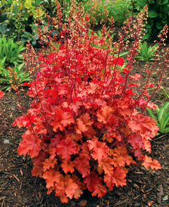 HEUCHERA 'PEACH CRISP'  19CM PTW