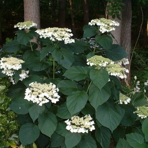 1 gallon - Haas Halo Smooth Hydrangea (HYDRANGEA A. HAAS HALO) - 1 gallon - 1 gallon