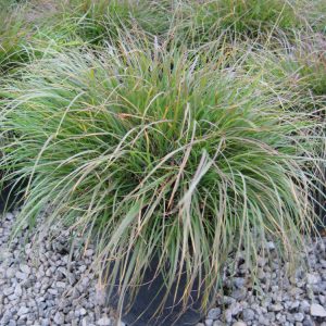 1 gallon - Hameln Fountain Grass (GRASS - PE. AL. HAMELN) - 1 gallon - 1 gallon