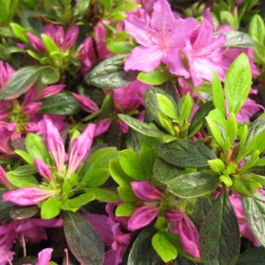 1 gallon - Herbert Azalea (AZALEA HERBERT) - 1 gallon - 1 gallon