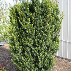 3 gallon 15" - Hick's  Yew (TAXUS MEDIA HICKSII) - 3 gallon 15" - 3 gallon 15"