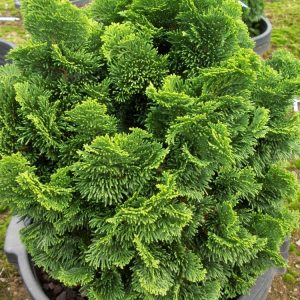 3 gallon 12" - Hinoki False Cypress (CHAM. OBTUSA NANA) - 3 gallon 12" - 3 gallon 12"