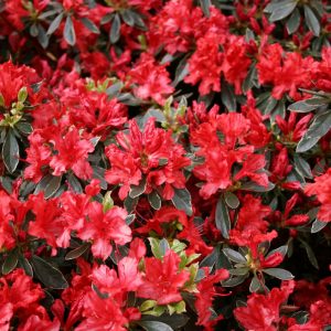 1 gallon - Hot Shot Azalea (AZALEA HOT SHOT) - 1 gallon - 1 gallon