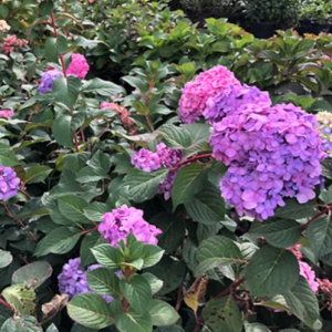 3 gallon - Hydrangea Rock N Roll™ (HYDRANGEA M. ROCK-N-ROLL) - 3 gallon - 3 gallon