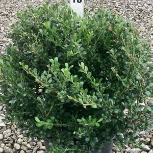 ILEX C. 'WILLOWAY'  G3 15"