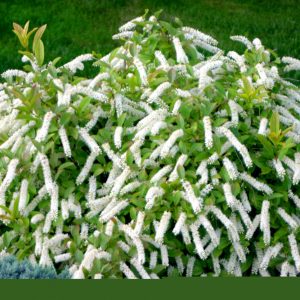 ITEA VIRGINICA 'LITTLE HENRY'®  G1 PW