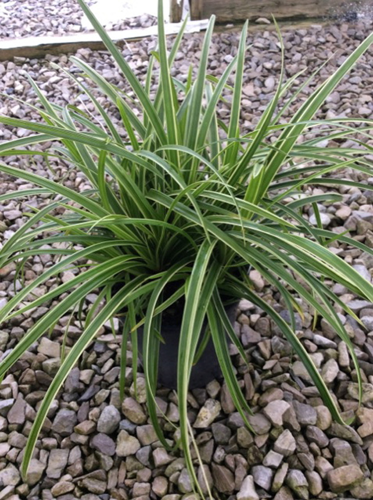 1 gallon - Ice Dance Sedge (GRASS - CAREX ICE DANCE) - 1 gallon - 1 gallon