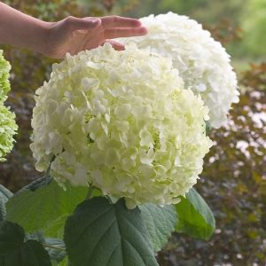 1 gallon - Incrediball® Smooth Hydrangea (HYDRANGEA A. INCREDIBALL) - 1 gallon - 1 gallon