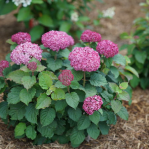 1 gallon - Invincibelle Mini Mauvette® Smooth hydrangea (HYDRANGEA A. INVINCBLE  MINI MAUVETTE) - 1 gallon - 1 gallon
