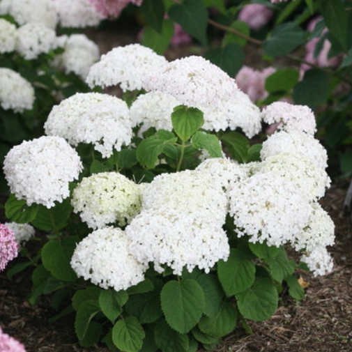 2 gallon - Invincibelle Wee White® Smooth hydrangea (HYDRANGEA A. INVINCBLE WEE WHITE) - 2 gallon - 2 gallon