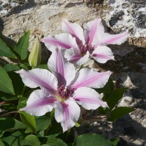 3QT - Ithemba™ Clematis (CLEMATIS ITHEMBA) - 3QT - 3QT