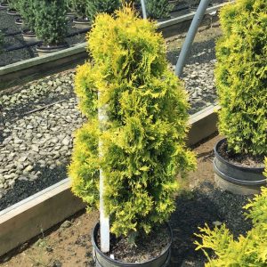 1 gallon - Jantar arborvitae (THUJA OCC. JANTAR) - 1 gallon - 1 gallon