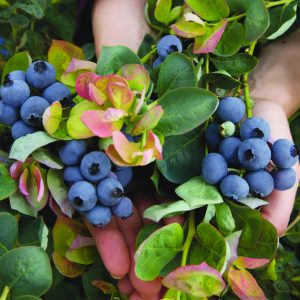 3 gallon 15" - Jersey Highbush Blueberry (VACCINIUM JERSEY) - 3 gallon 15" - 3 gallon 15"