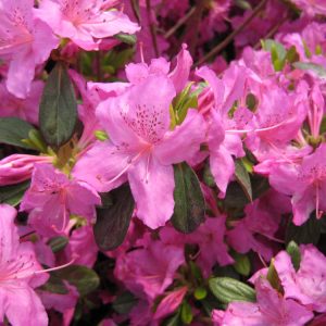1 gallon - Karen Azalea (AZALEA KAREN) - 1 gallon - 1 gallon