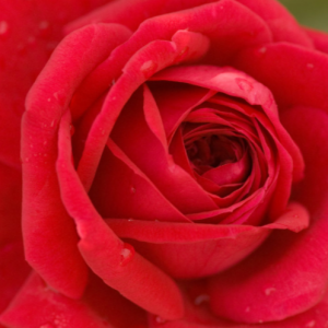 2 gallon - Kashmir Rose (ROSE E.E. KASHMIR) - 2 gallon - 2 gallon