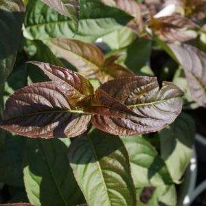 1 gallon - Kodiak® Black Diervilla (DIERVILLA S. KODIAK® BLACK) - 1 gallon - 1 gallon