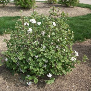 3 gallon 18" - Korean Spice Viburnum (VIBURNUM CARLESII) - 3 gallon 18" - 3 gallon 18"