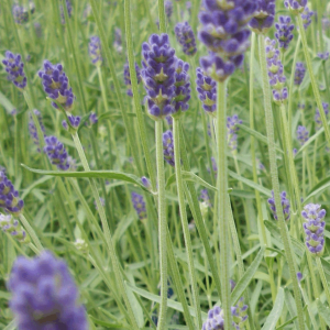 LAVANDULA X I. 'PROVENCE'  17CM