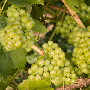 1 gallon - Lakemont Grape (VITIS LAKEMONT) - 1 gallon - 1 gallon
