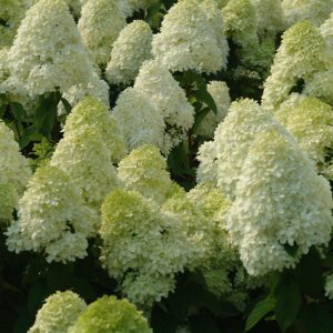 1 gallon - 'Limelight' Panicle Hydrangea (HYDRANGEA P LIMELIGHT) - 1 gallon - 1 gallon