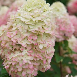 1 gallon - Limelight Prime® Panicle Hydrangea (HYDRANGEA P LIMELIGHT PRIME) - 1 gallon - 1 gallon