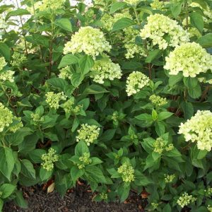 1 gallon - Little Lime® Panicle Hydrangea (HYDRANGEA P LITTLE LIME) - 1 gallon - 1 gallon