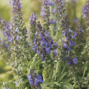 1 gallon - Marcus™ Meadow Sage (SALVIA X S. MARCUS) - 1 gallon - 1 gallon