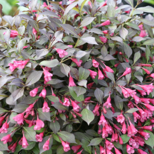 1 gallon - Midnight Wine Shine® Weigela (WEIGELA MIDNIGHT WINE SHINE) - 1 gallon - 1 gallon