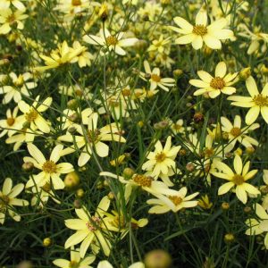 1 gallon - Moonbeam Tickseed (COREOPSIS VERT. MOONBEAM) - 1 gallon - 1 gallon